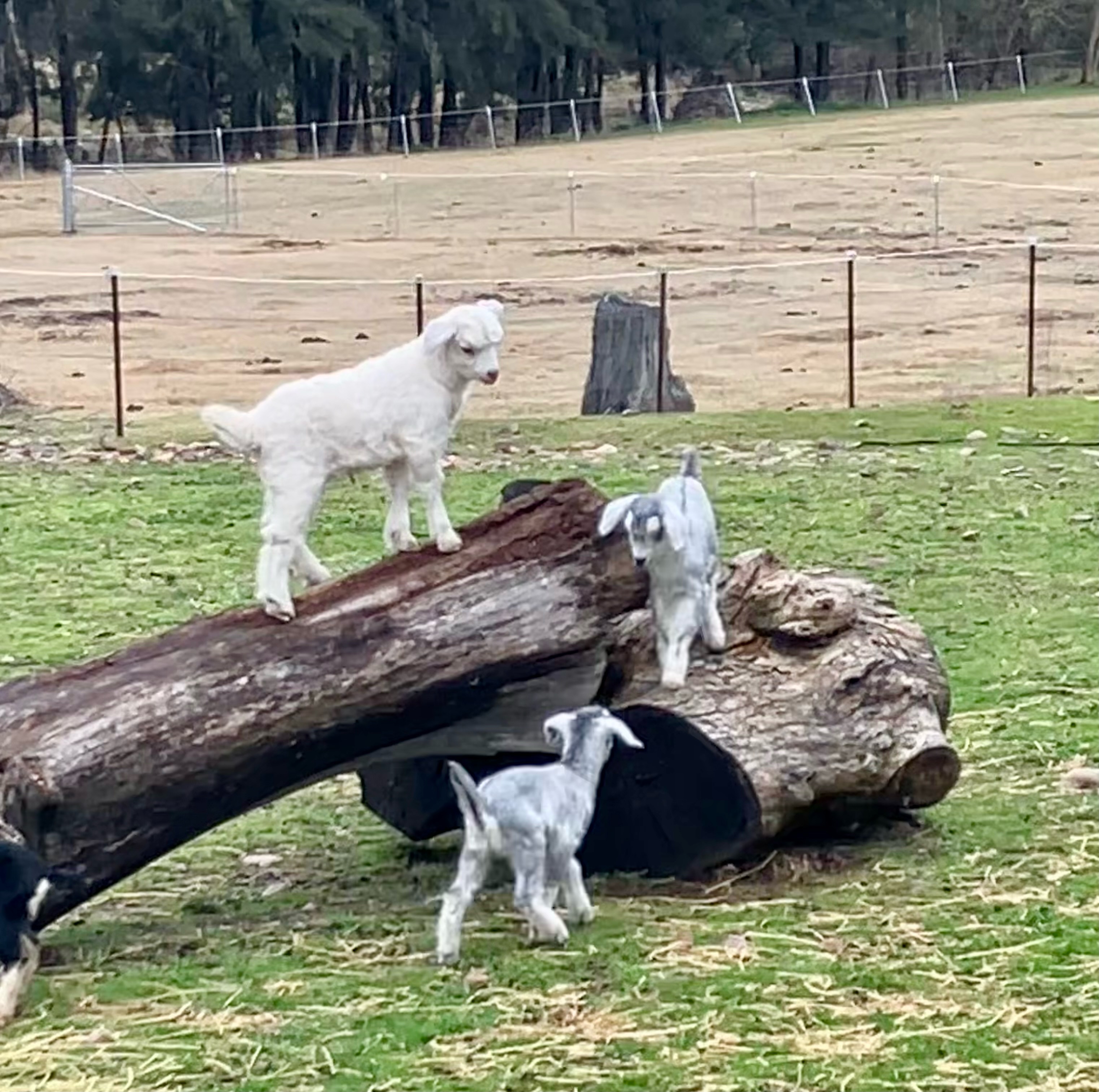 Baby Animals