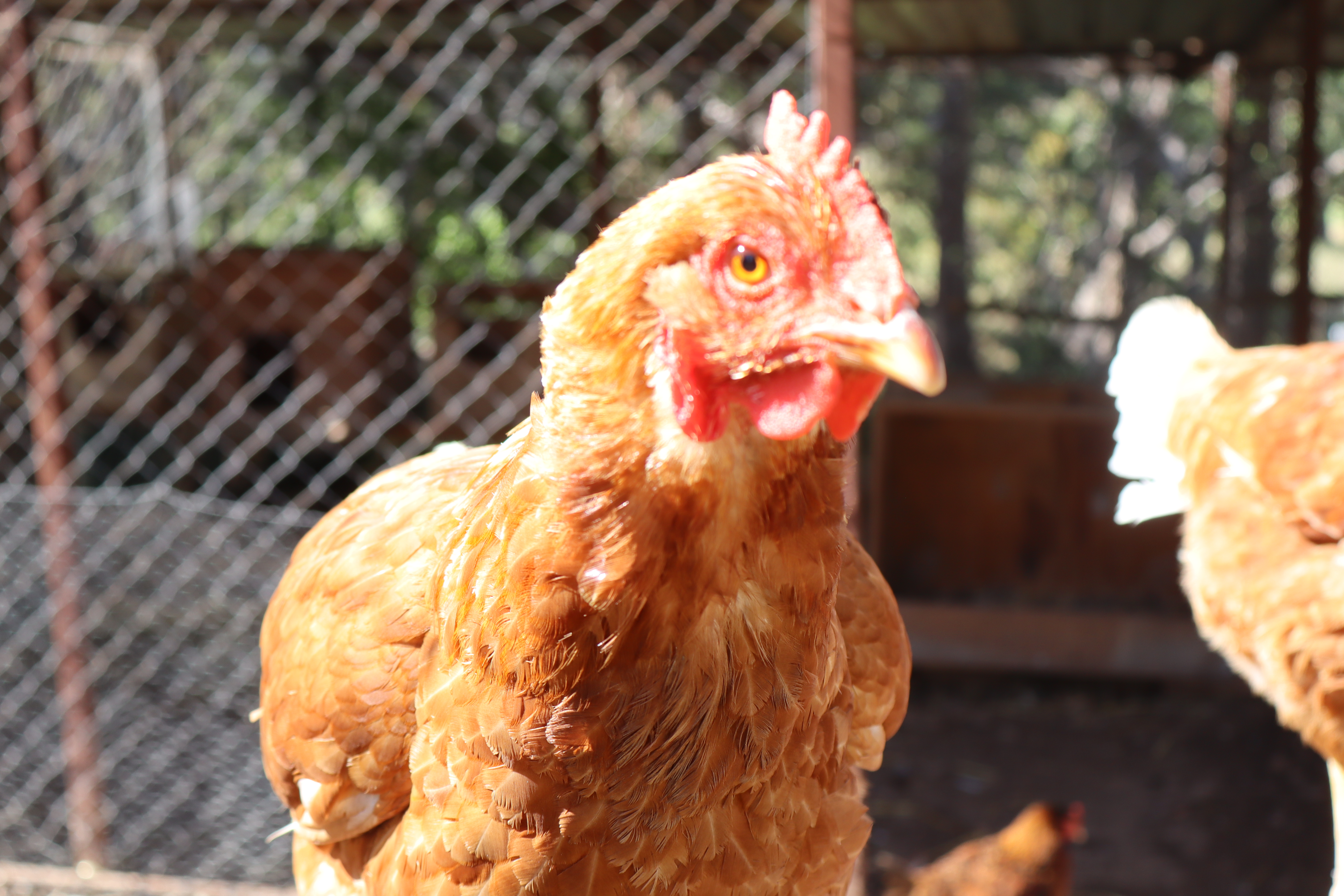 Chickens