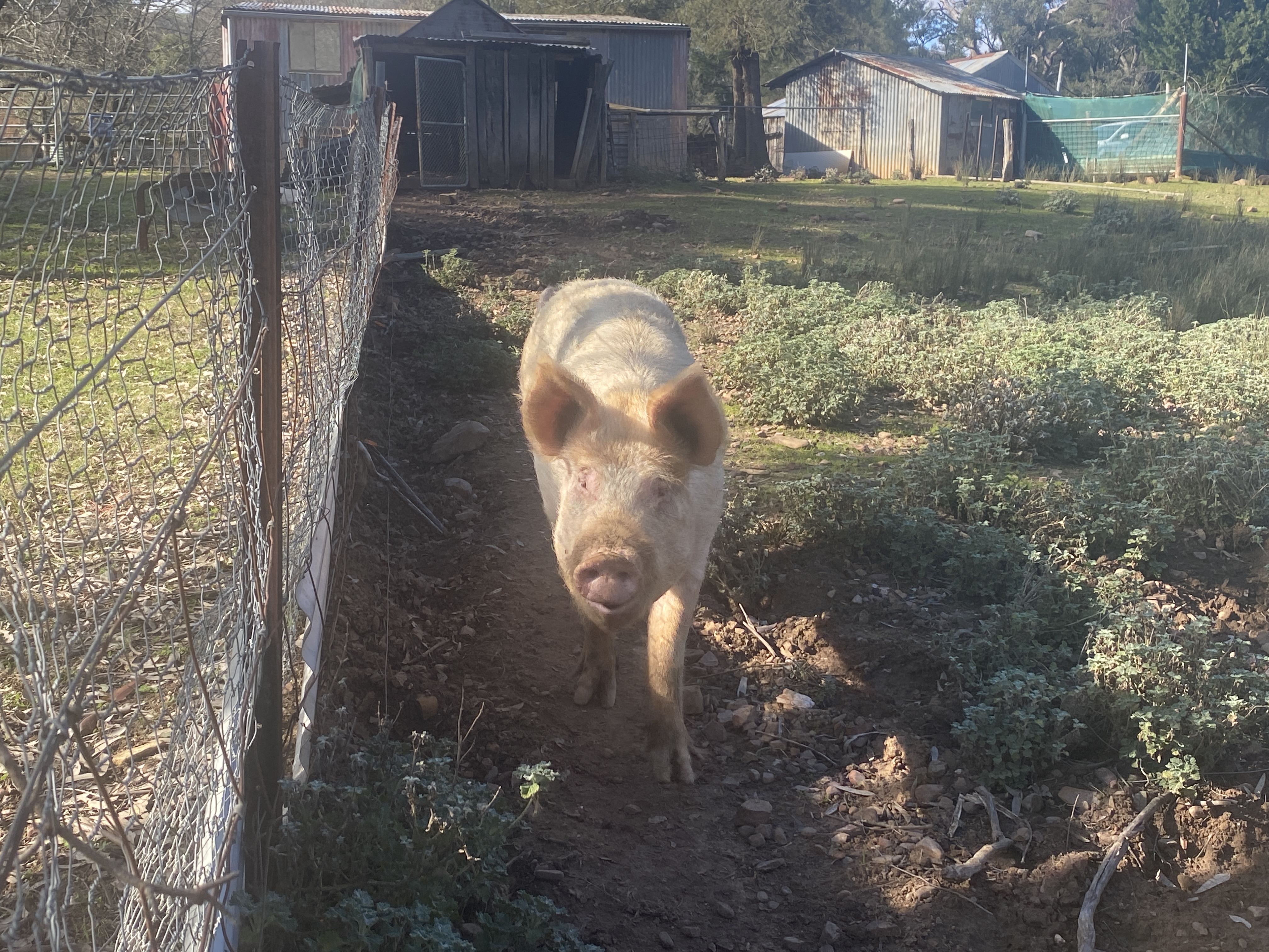 Pig