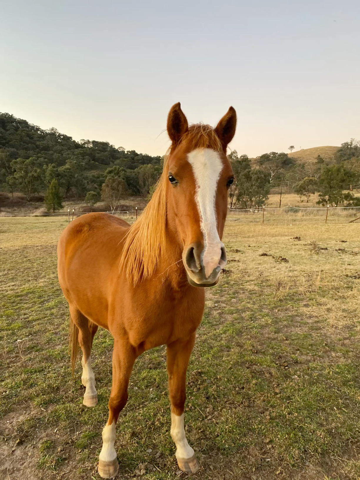 Horses