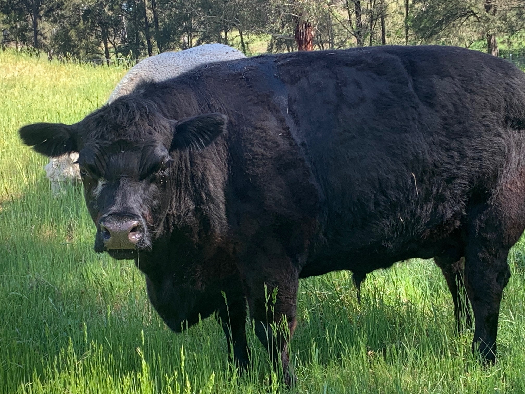 Cow (Steer)